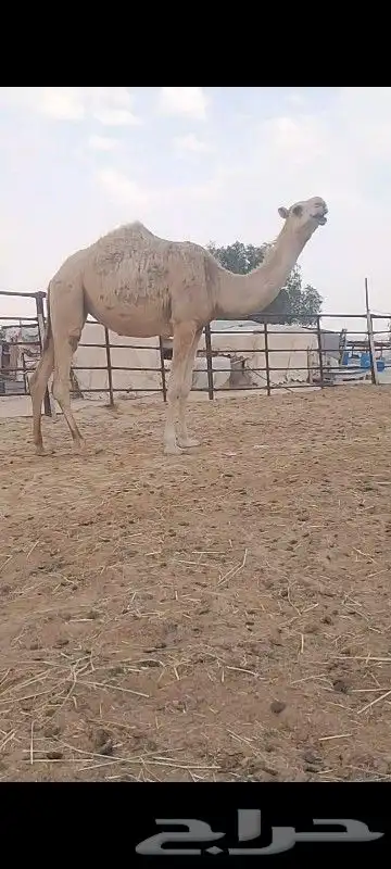حقه شقحه سلم العزارب 0