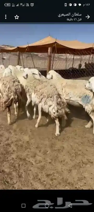 رخال طيبه 22