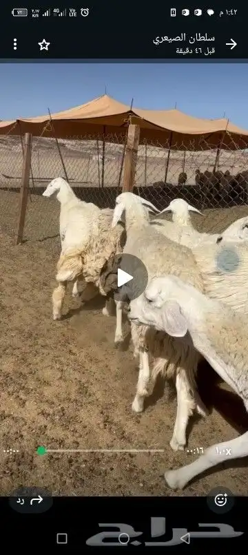 رخال طيبه 7