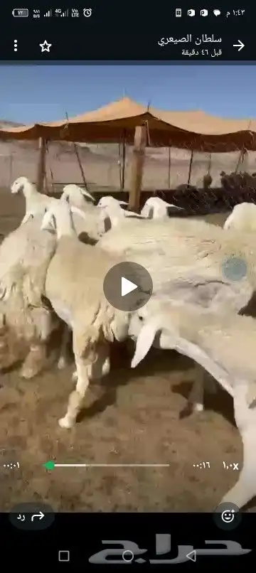 رخال طيبه 21