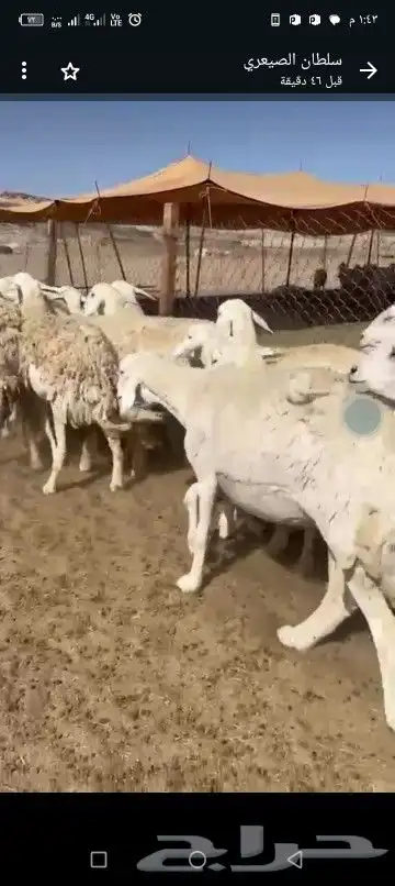 رخال طيبه 9