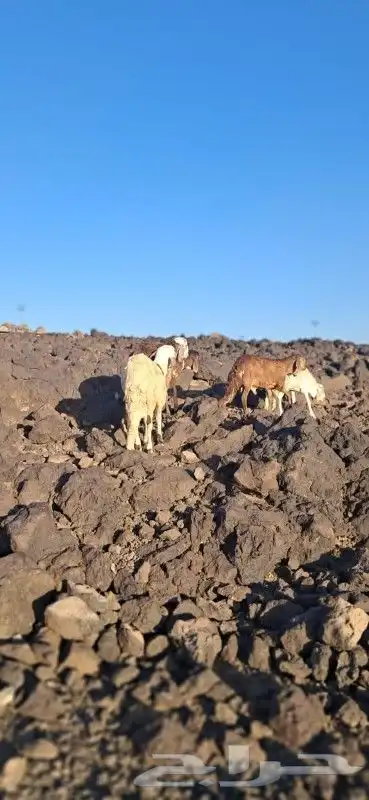 طليان سواكني مرابي 4