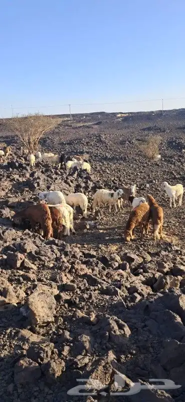 طليان سواكني مرابي 1