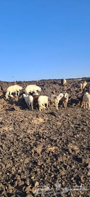 طليان سواكني مرابي 0