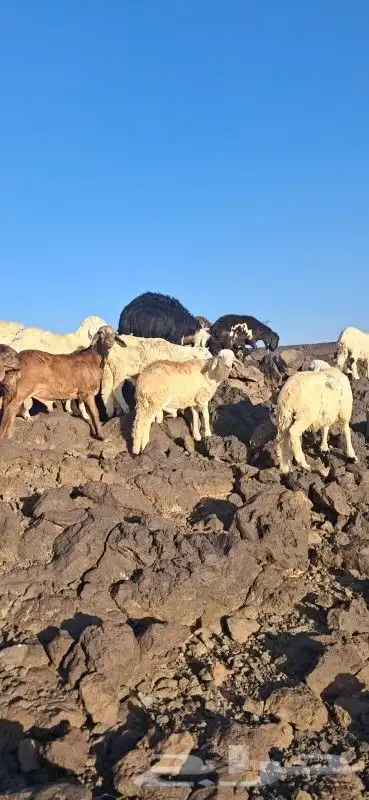 طليان سواكني مرابي 3