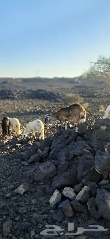 طليان سواكني مرابي 2