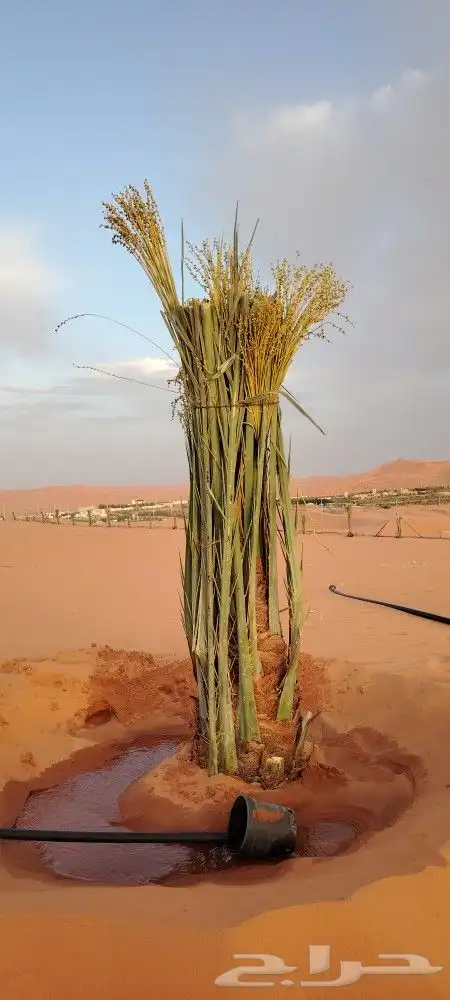 نخل عربي مطاليع للبيع 5