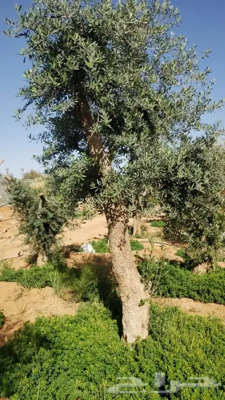 نخيل وزيتون اشجار 5