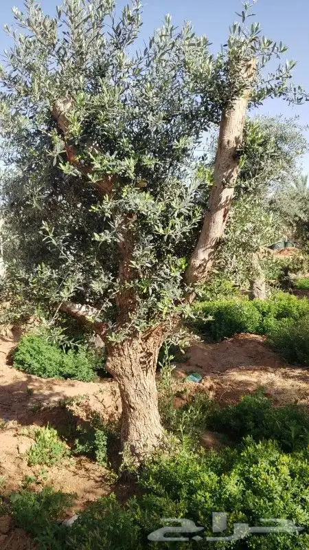 نخيل وزيتون اشجار 6
