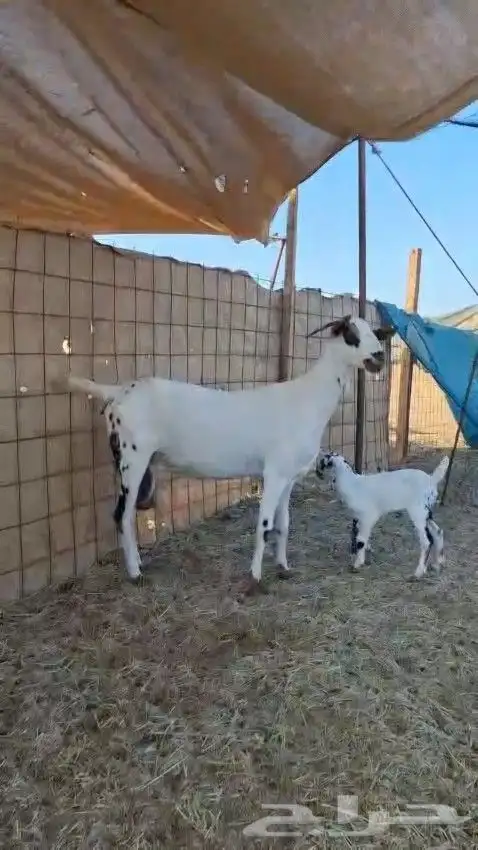 عنز بيشيه صنف الصنف 3