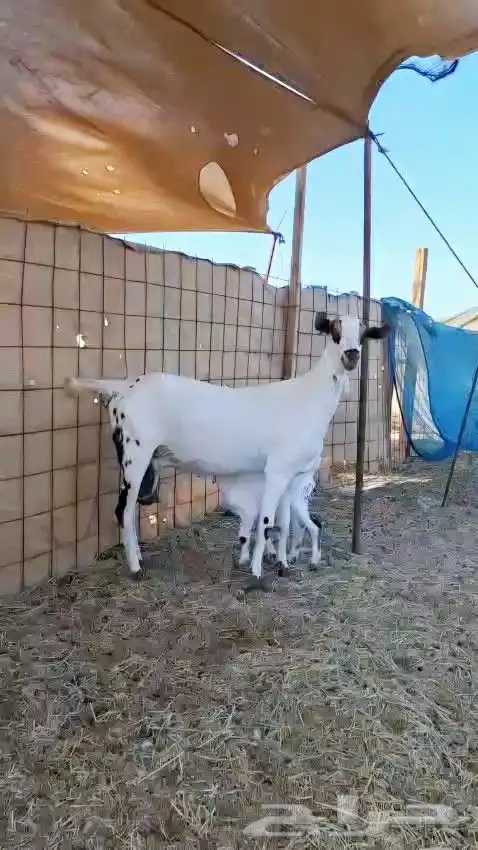 عنز بيشيه صنف الصنف 0