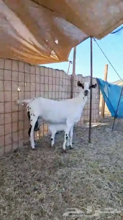 عنز بيشيه صنف الصنف 2