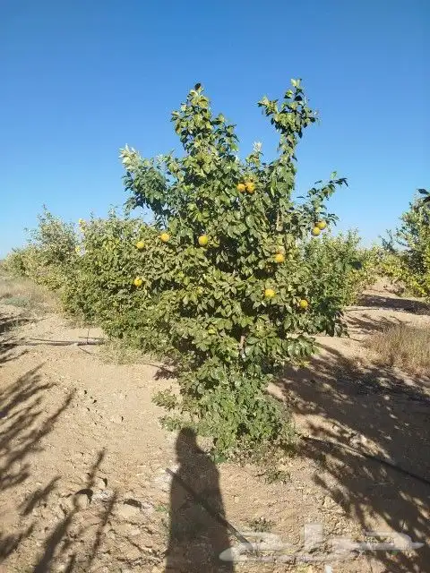 نخيل وزيتون اشجار 3