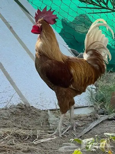 ديك تركي فاخر 1