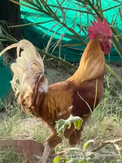 ديك تركي فاخر 0