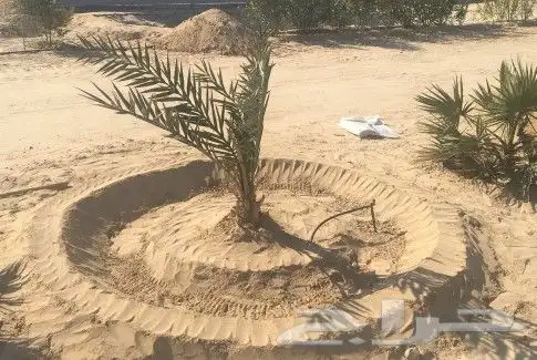 قلع وركز وتوريد فروخ ونخيل عربي واشنطن شبوك مزارع شبوك طرقات 4