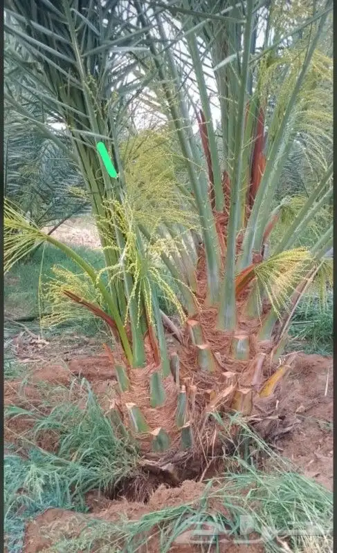 نخيل مثمر 4