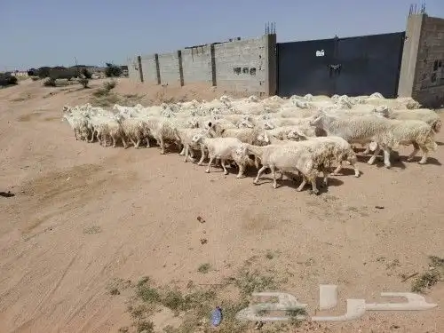 غنم طيبه مراح واحد حرش العدد 90 معها 2فحول طيبه دفيع ومضاري 1