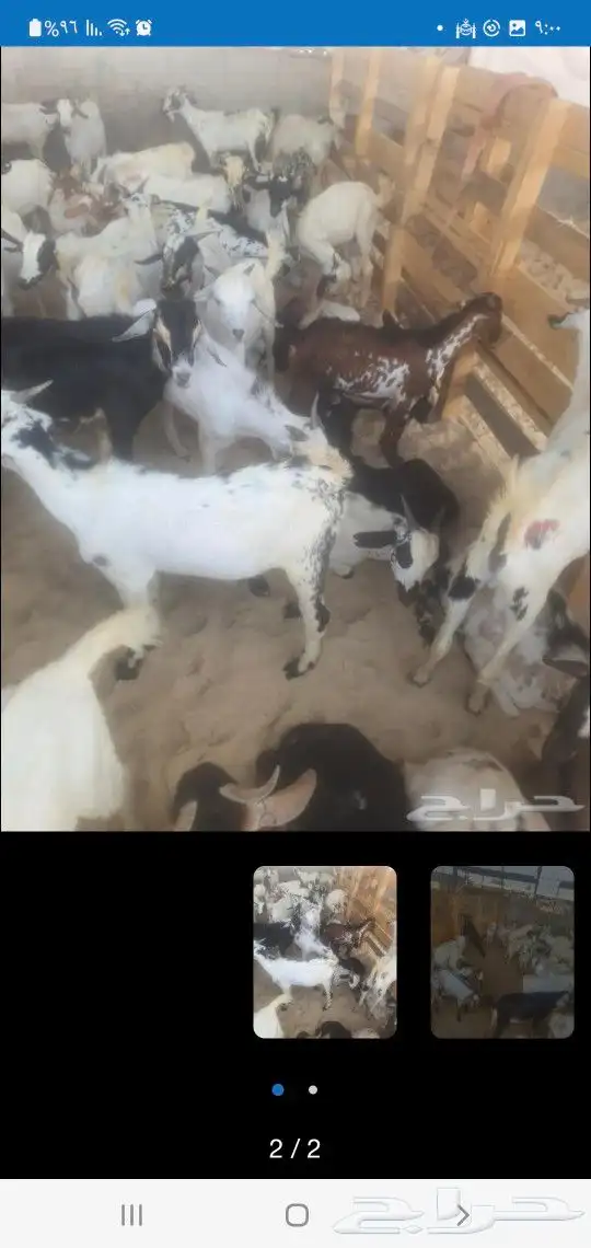 عروض تيس مندي ب750 ريال 0
