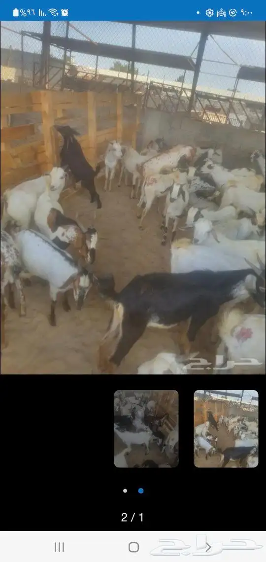 عروض تيس مندي ب750 ريال 1