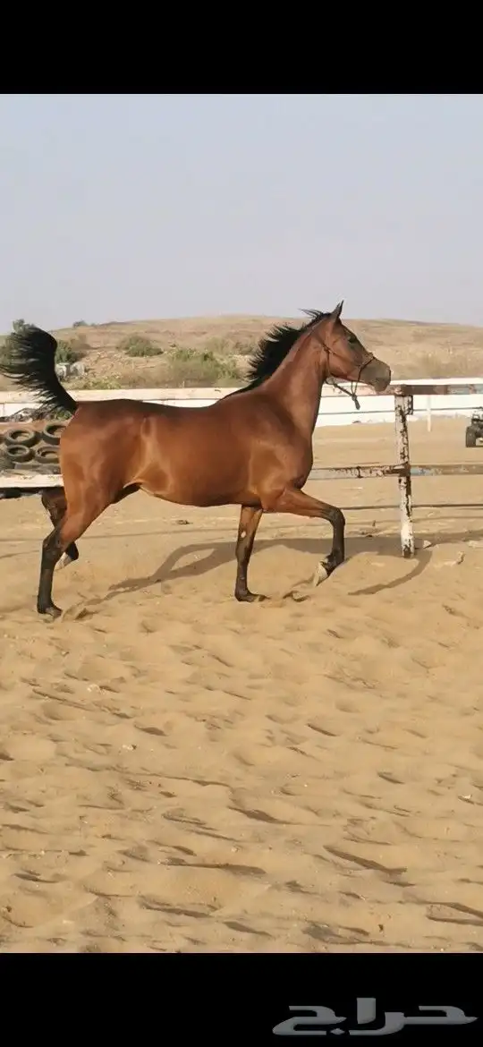 فرس شعبية شيخة 8