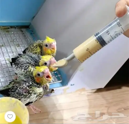 ملعقة أبرة غر 10 مل 0