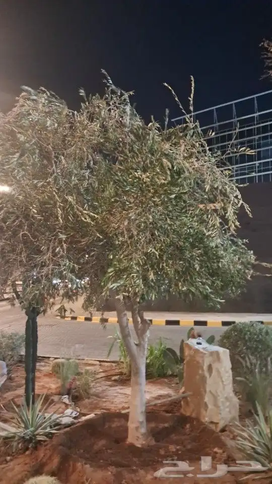 نخيل وزيتون اشجار 7