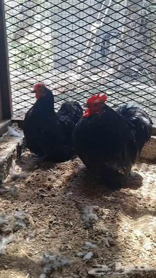 جوز كوشن 3