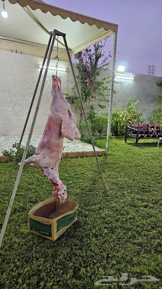 شوي خارجي 0