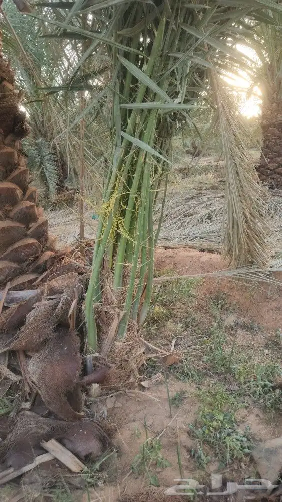 نخيل مثمر 0