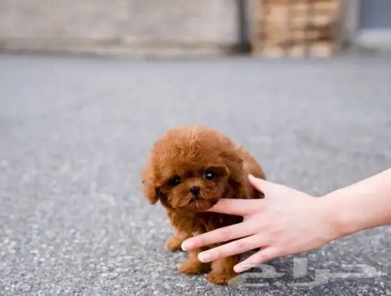 بودل تي كب   ...poodle teacup 3