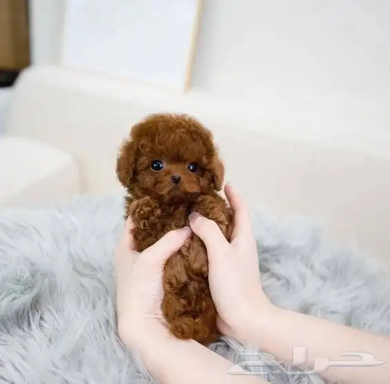 بودل تي كب   ...poodle teacup 1