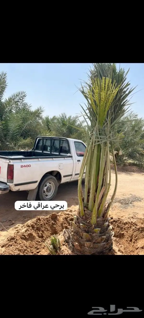 نخل عربي مطاليع للبيع 2