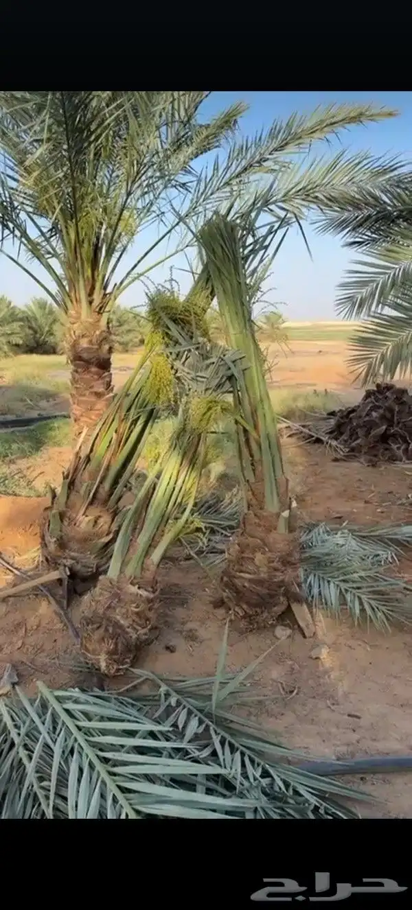 نخل عربي مطاليع للبيع 7