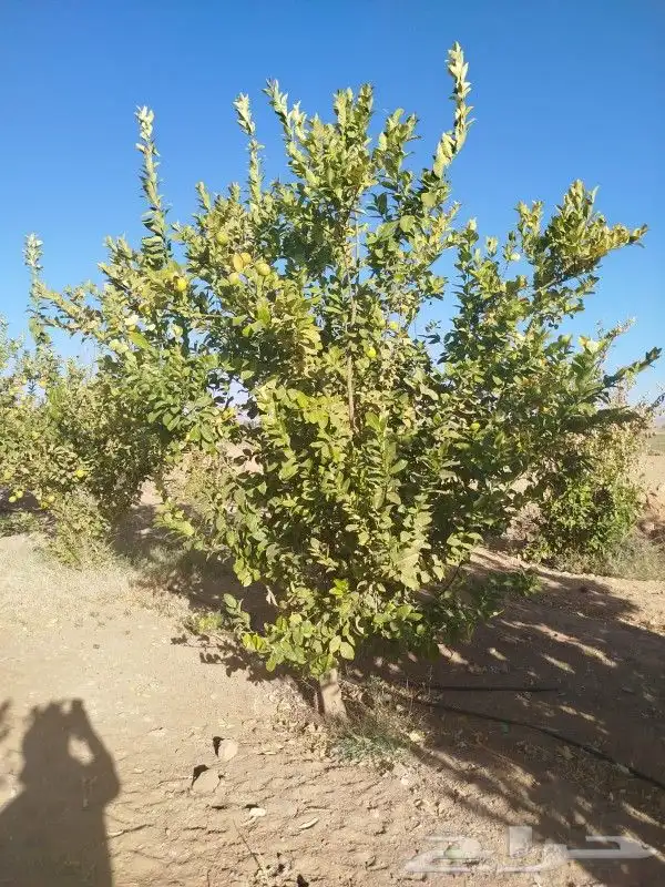 نخيل وزيتون اشجار 0