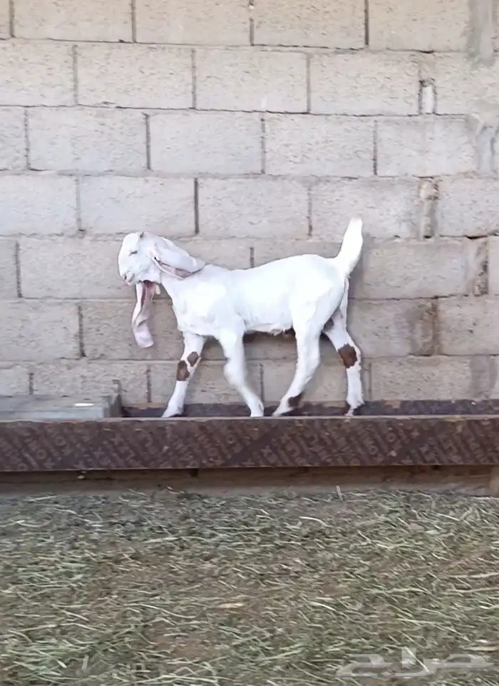 عنز مطوره فاخره جرم وجنب ورتفاع ماشاء الله تبارك الله 9