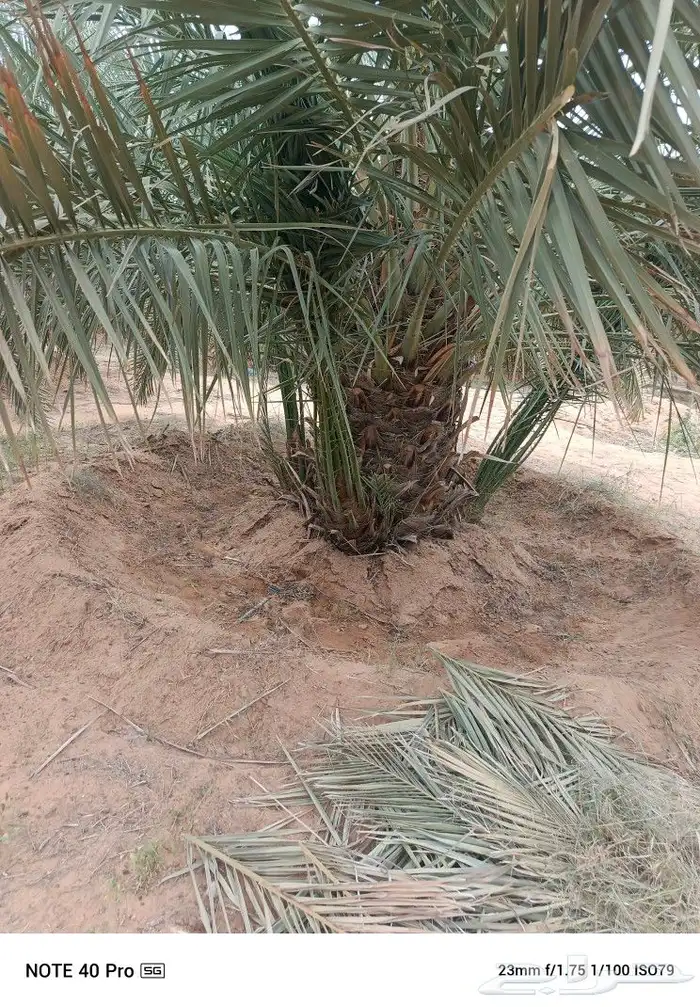 نخيل مثمر 2