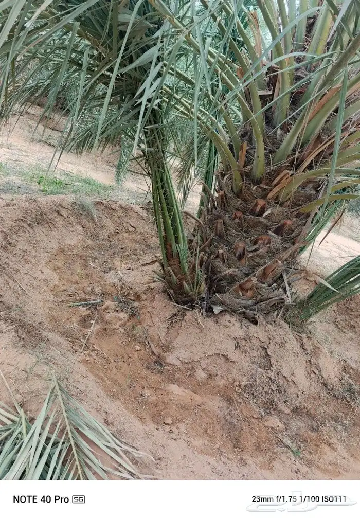 نخيل مثمر 4