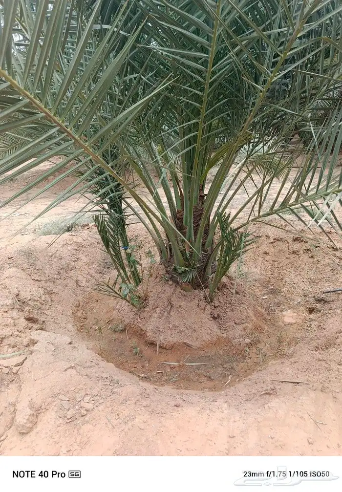 نخيل مثمر 3