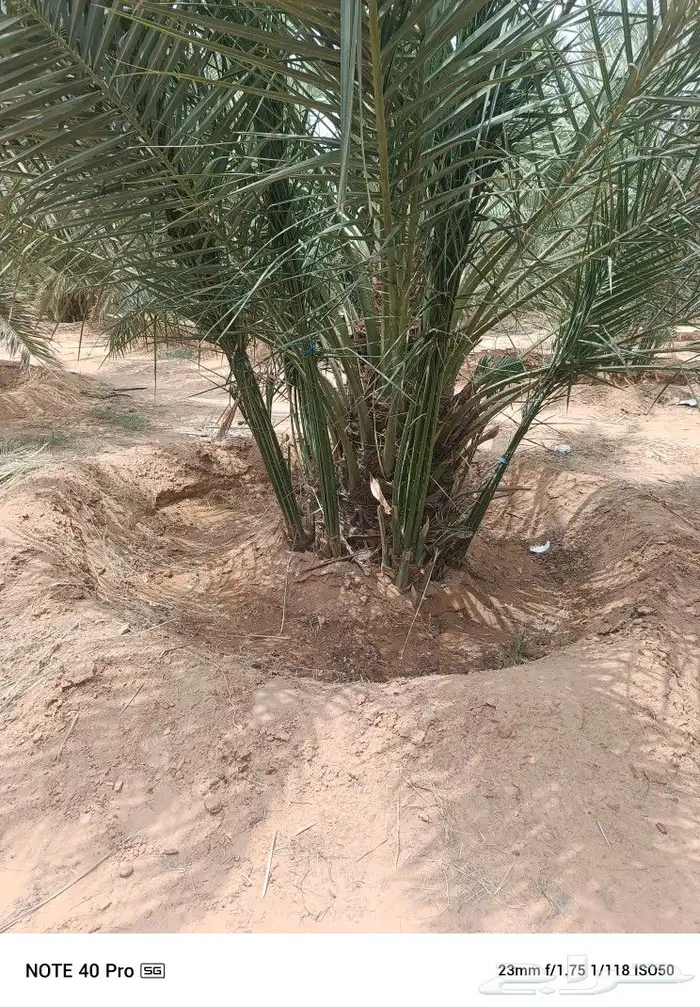 نخيل مثمر 7