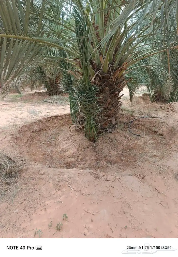 نخيل مثمر 1