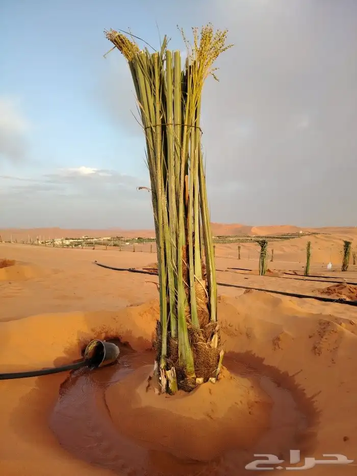 نخل عربي مطاليع للبيع 4