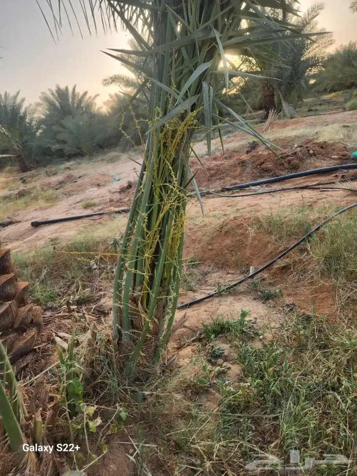 نخيل مثمر 1