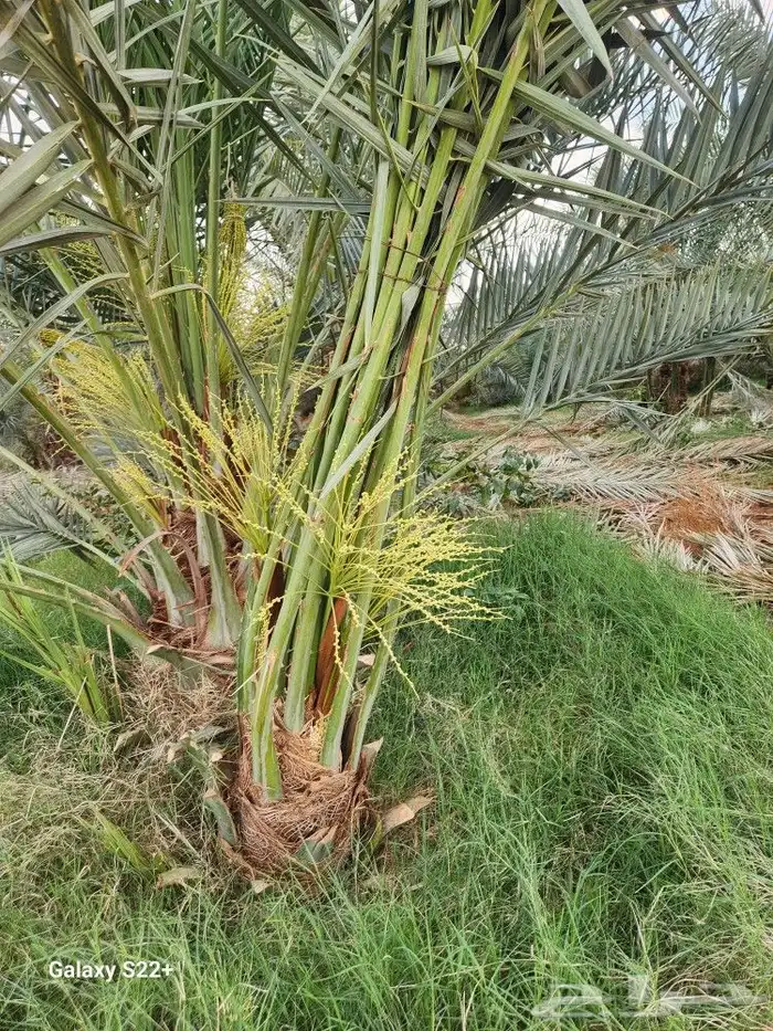 نخيل مثمر 9