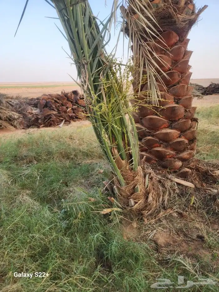 نخيل مثمر 2