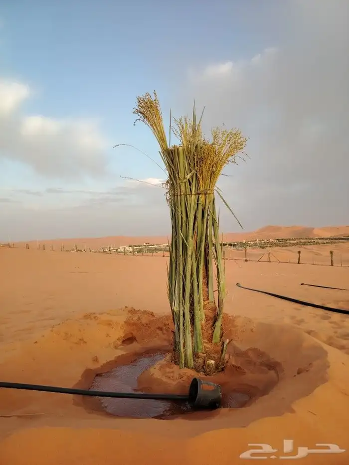 نخل عربي مطاليع للبيع 6