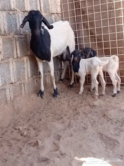 سلام عليكم اخواني اعرض لكم معزاه يحتها ء تيسين تم البيع 4