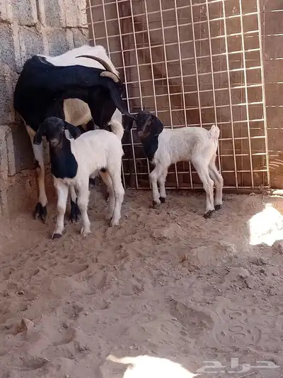 سلام عليكم اخواني اعرض لكم معزاه يحتها ء تيسين تم البيع 5