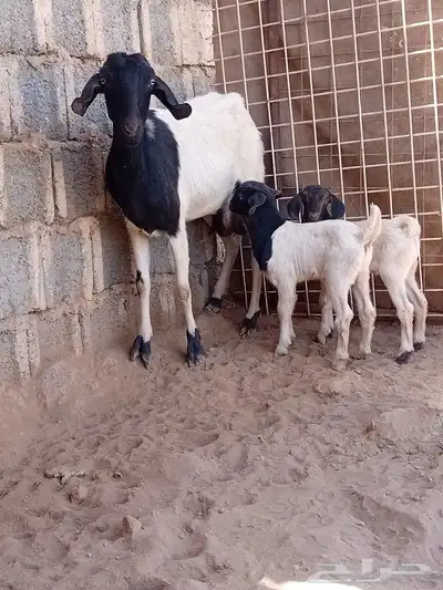 سلام عليكم اخواني اعرض لكم معزاه يحتها ء تيسين تم البيع 8