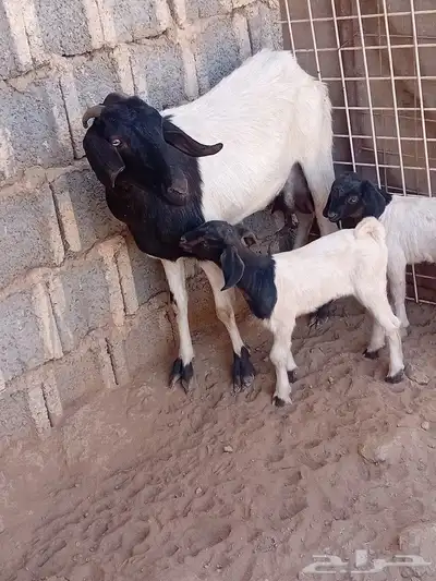 سلام عليكم اخواني اعرض لكم معزاه يحتها ء تيسين تم البيع 1